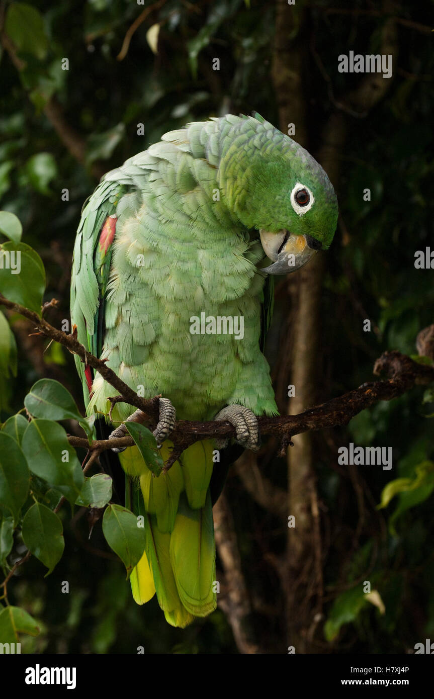 Mealy Parrot (Amazona farinosa) preening in rainforest, Amazon, Ecuador Stock Photo