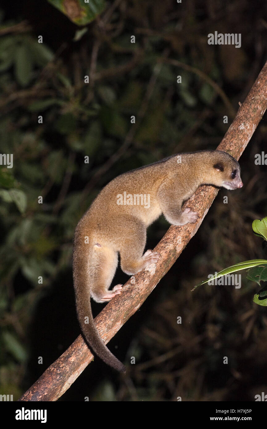 Kinkajou (Potos Flavus) Climbing Up Vine, Mindo Cloud Forest, Western Slope Of Andes, Ecuador