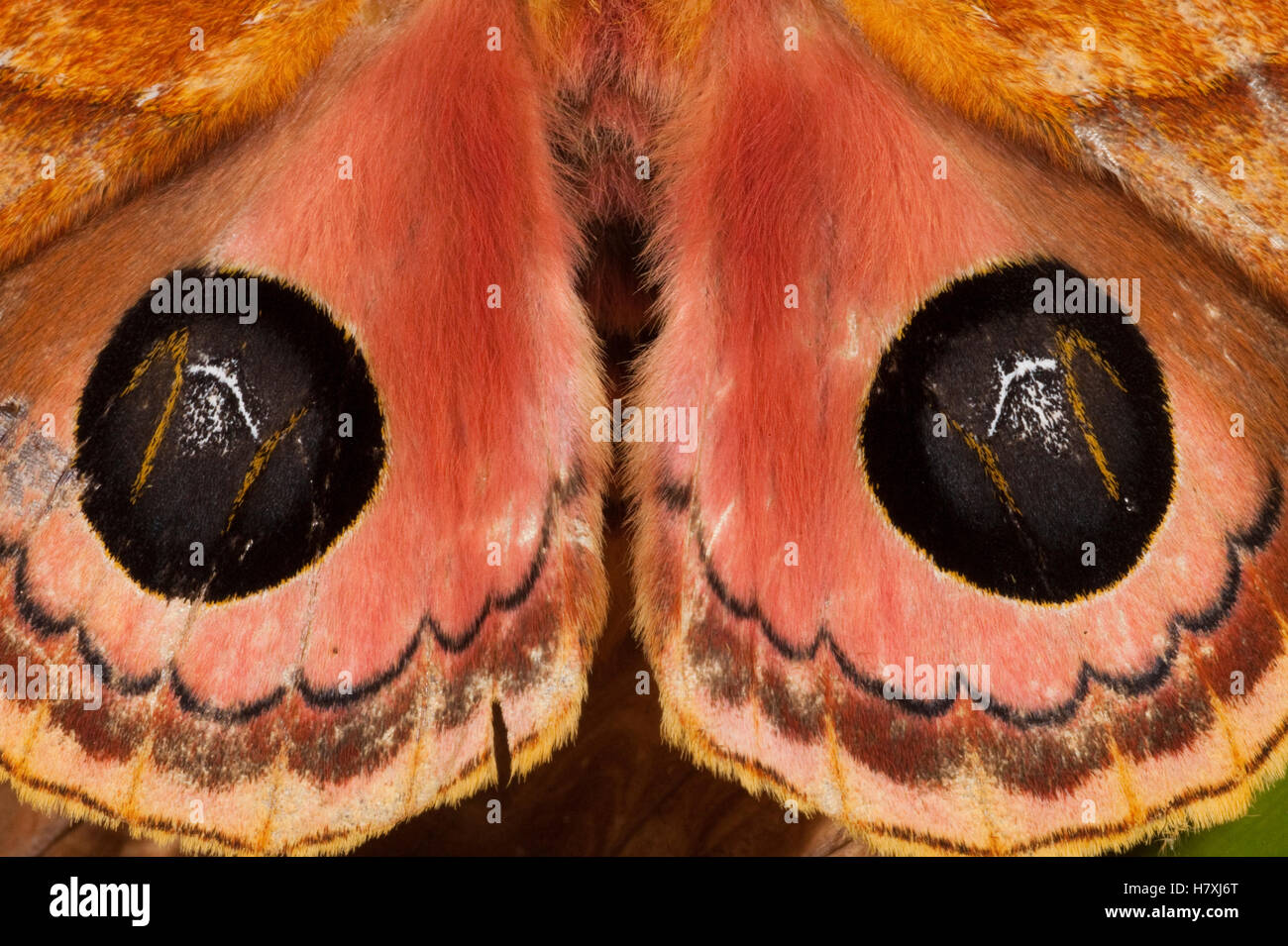 Moth (Automeris sp) wings with false-eye spots, Mindo Cloud Forest ...
