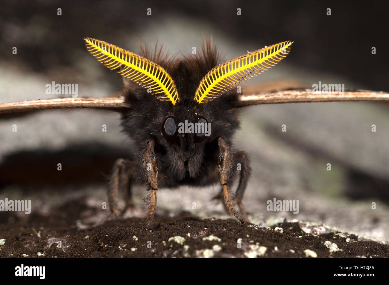 Saturniid Moth (Saturniidae), Mindo Cloud Forest, western slope of ...