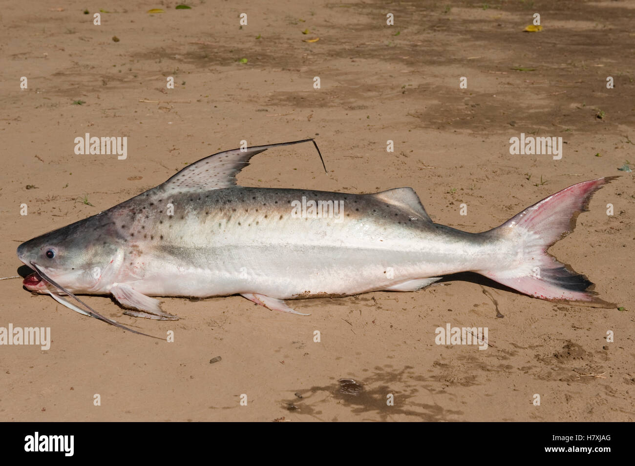 Catfish (Synodontis sp), Venezuela Stock Photo Alamy