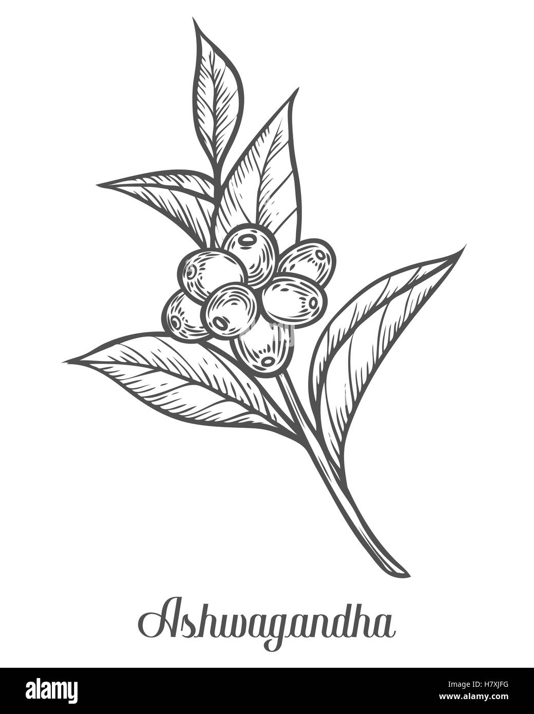 Ayurvedic Herb Withania somnifera, known as ashwagandha, Indian ginseng, poison gooseberry, or winter cherry. Hand drawn engrave Stock Vector
