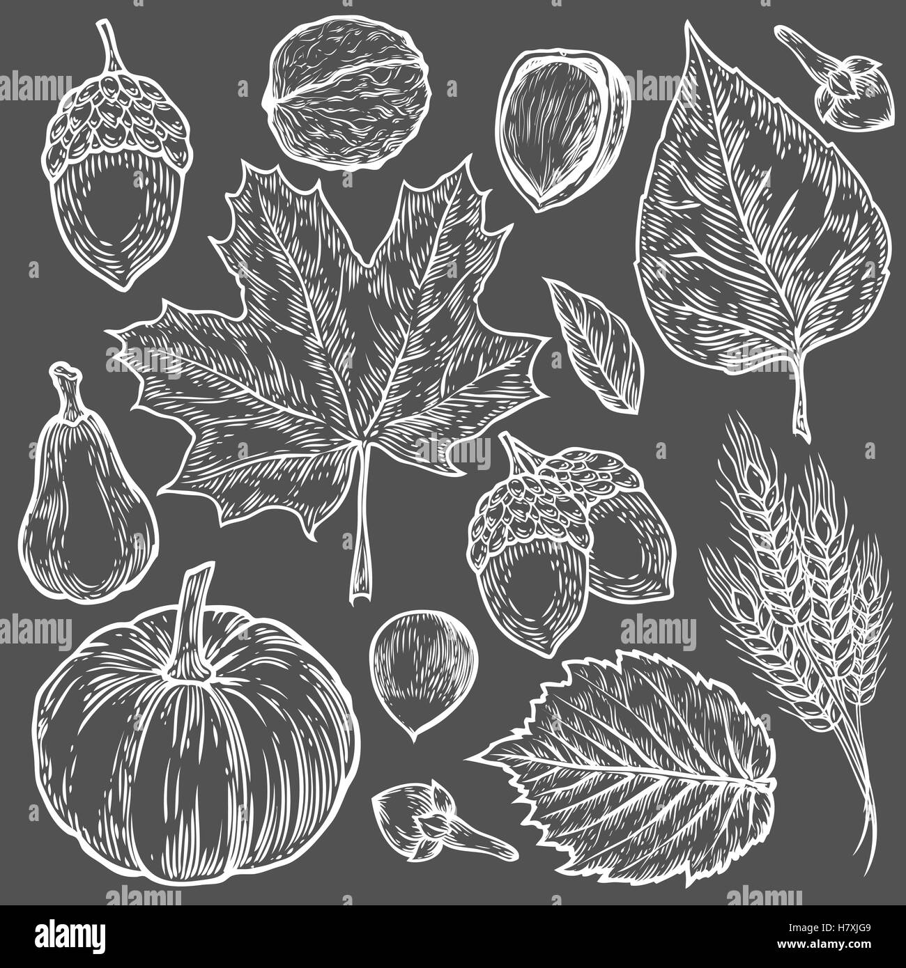 Vector autumn hand drawn set of leaf, nut, pumpkin, wheat, cloves, hazelnut, walnut, acorn. Vector engraved objects. Detailed bo Stock Vector