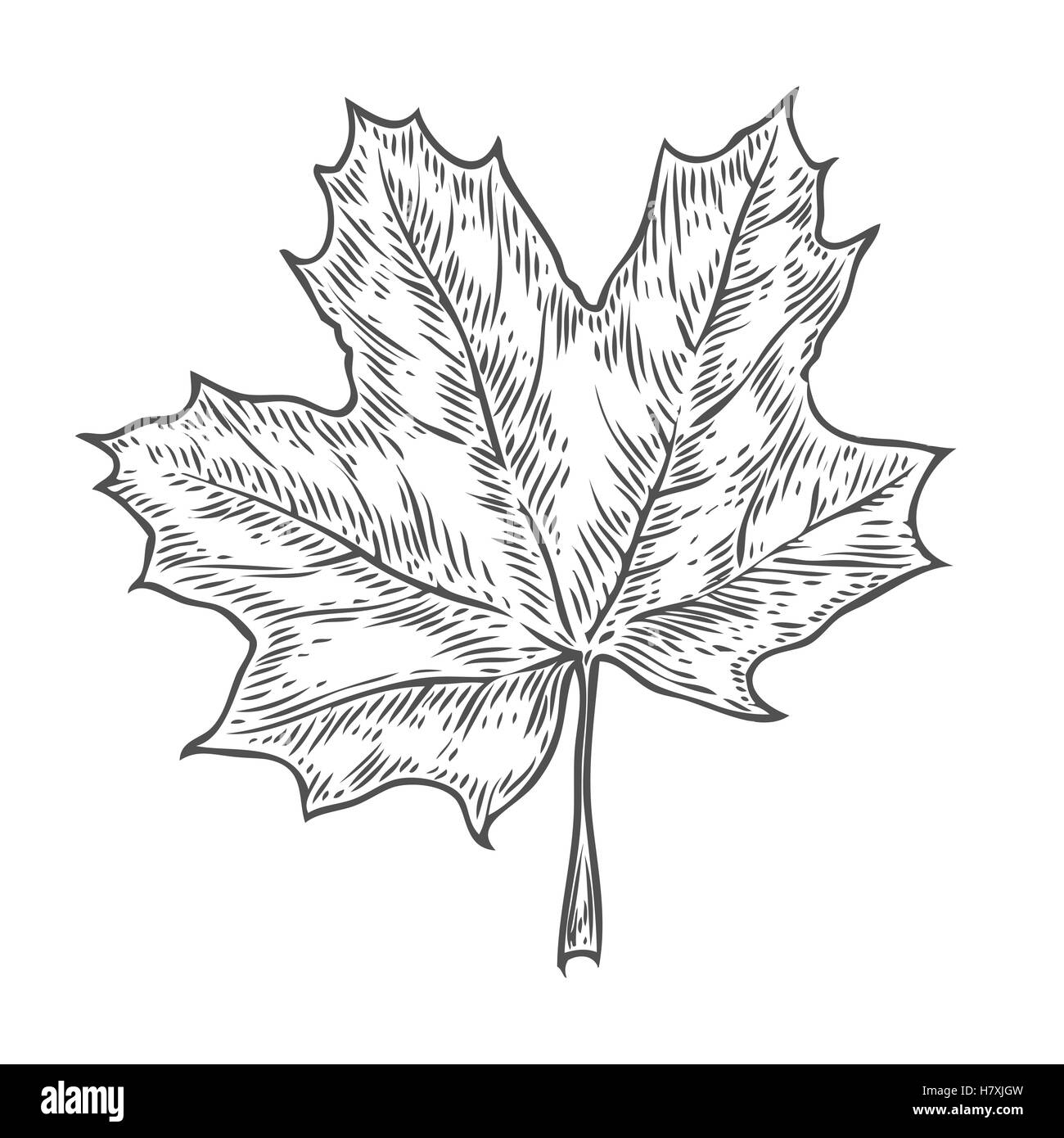 Maple Leaf. Vector Vintage Engraved Illustration. Isolated On