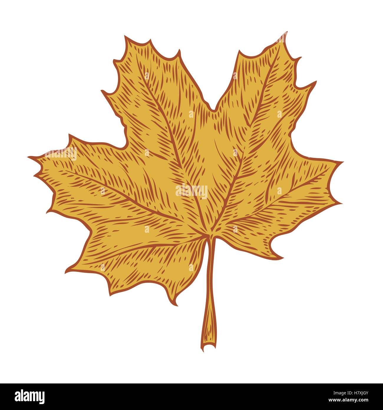 Maple leaf. Vector vintage engraved illustration. Isolated on