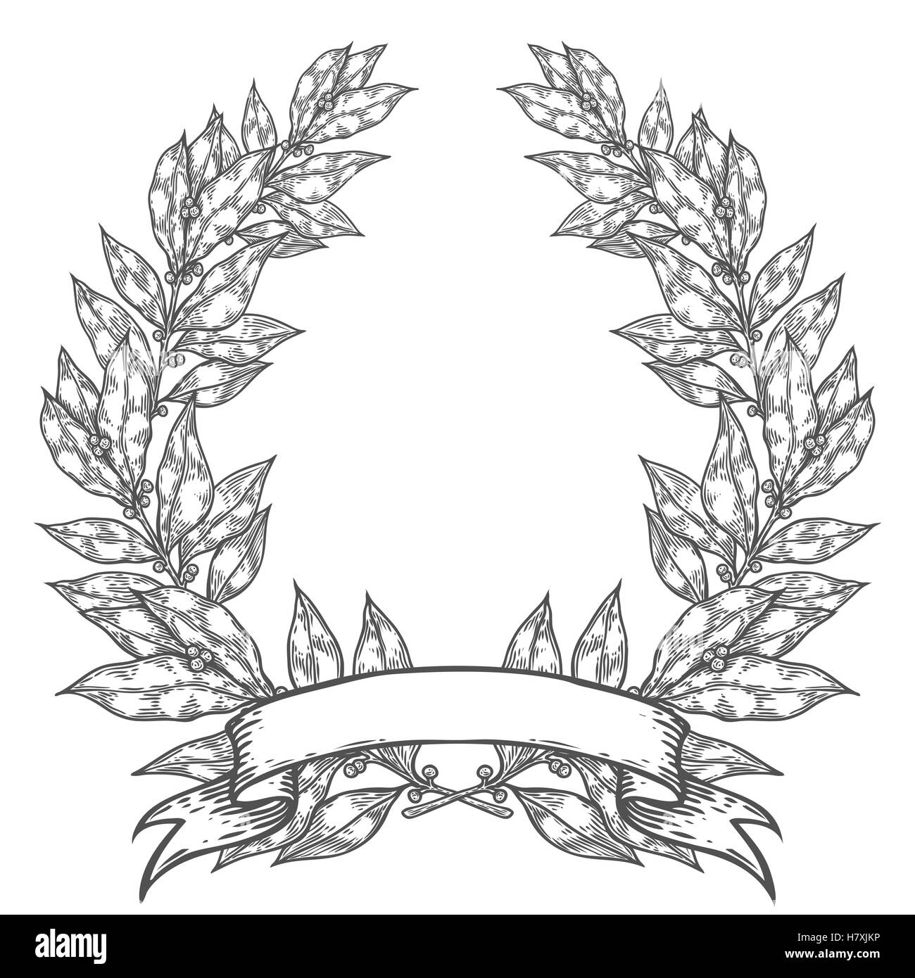 Laurel with ribbon Bay leaf Hand drawn vector illustration. Vintage