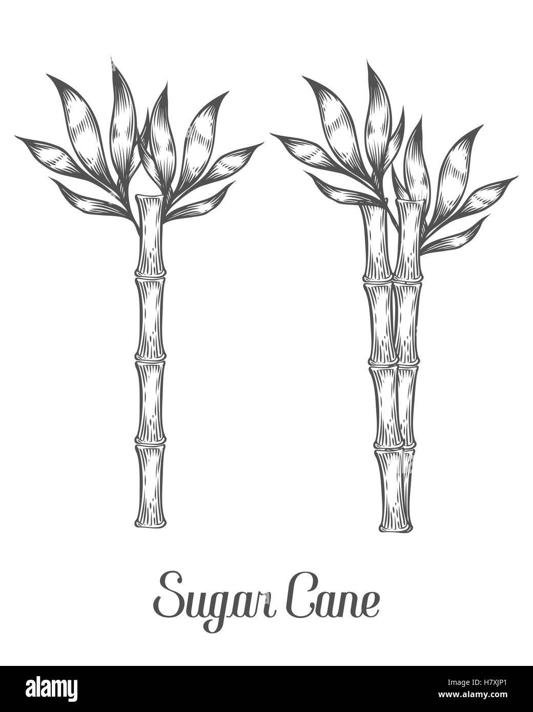 Sugar cane stem branch and leaf vector hand drawn illustration. Sugarcane Black on white background. Engraving style. Stock Vector