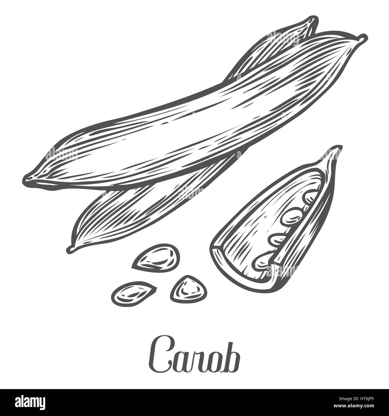 Carob pods, leaves, beans super food. Hand drawn sketch engraving illustration. Used for the production of carob powder. Vegetar Stock Vector