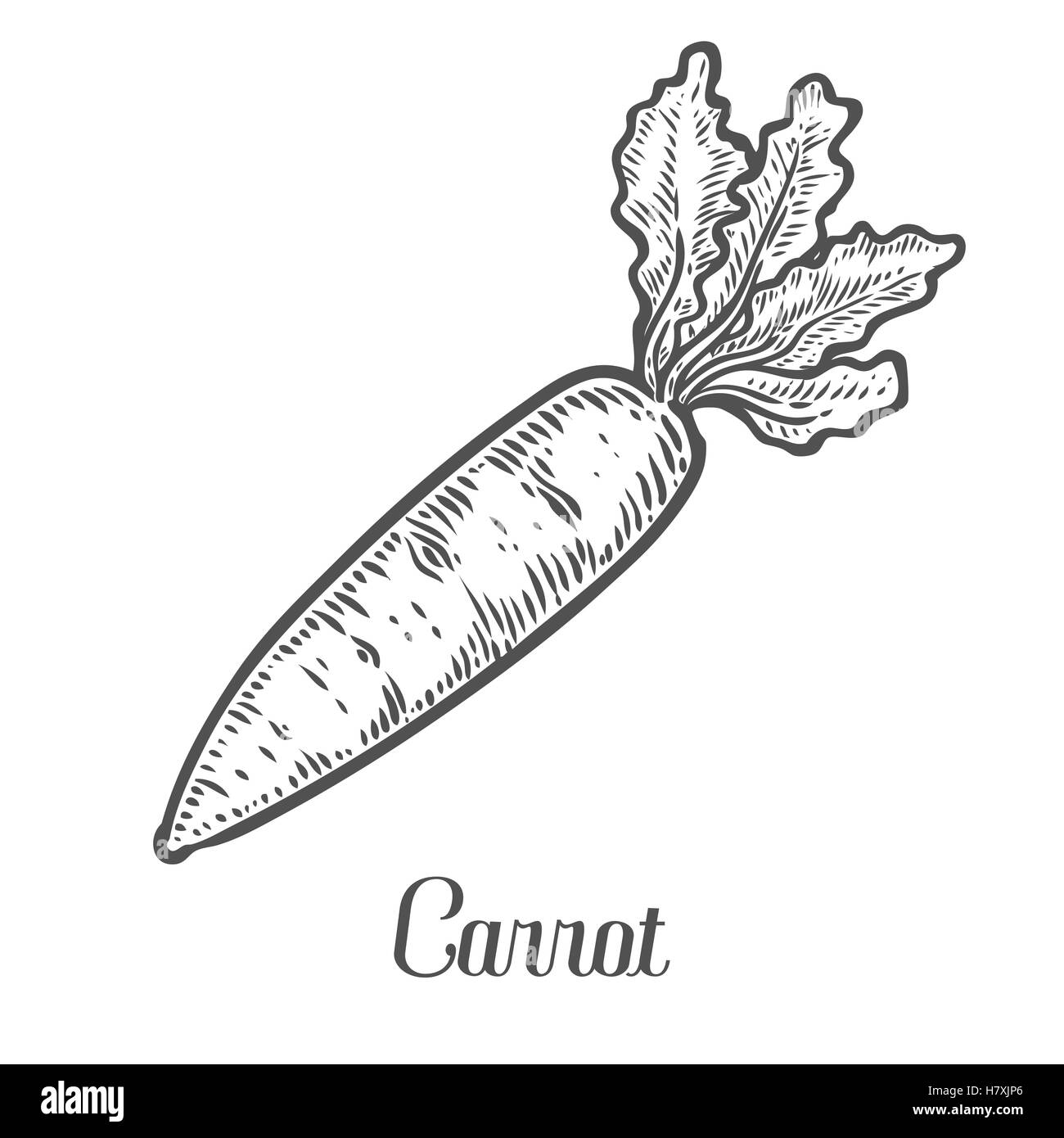 Carrot vector. Isolated on white background. Carrot food ingredient. Engraved hand drawn illustration in retro vintage style. Or Stock Vector