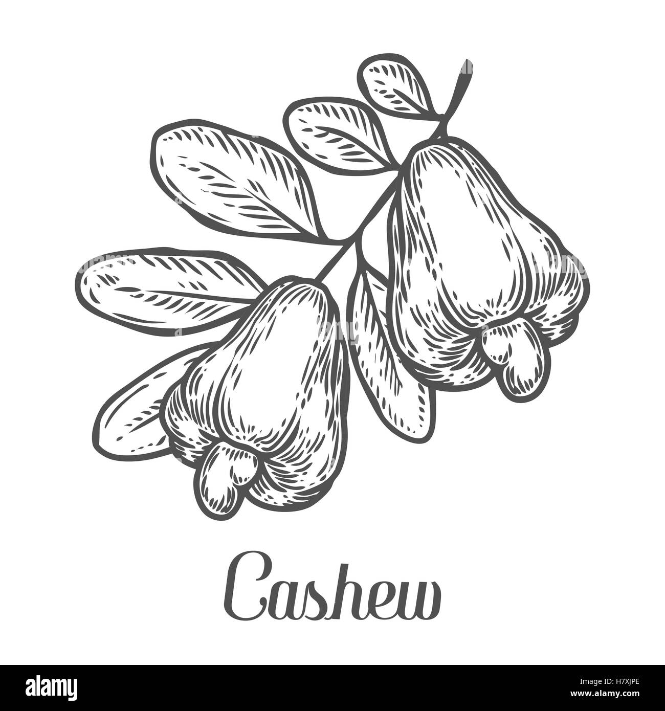 Cashew nut seed plant vector. Isolated on white background. Cashew ...