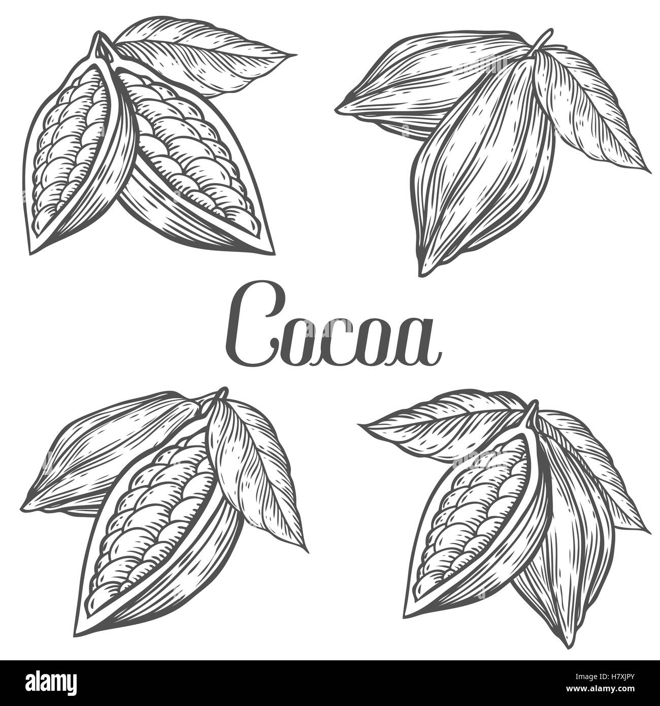 Cacao Hand drawn cocoa botany vector illustration set. Doodle of