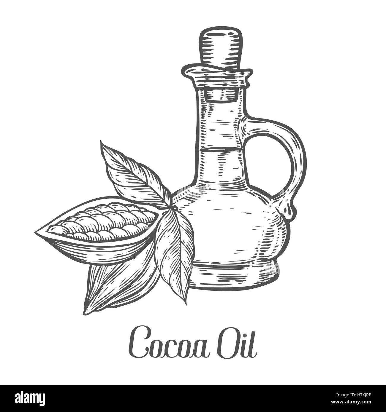 Cocoa cacao oil bottle seed vector. Isolated on white background. Cocoa food ingredient. Engraved hand drawn illustration in ret Stock Vector