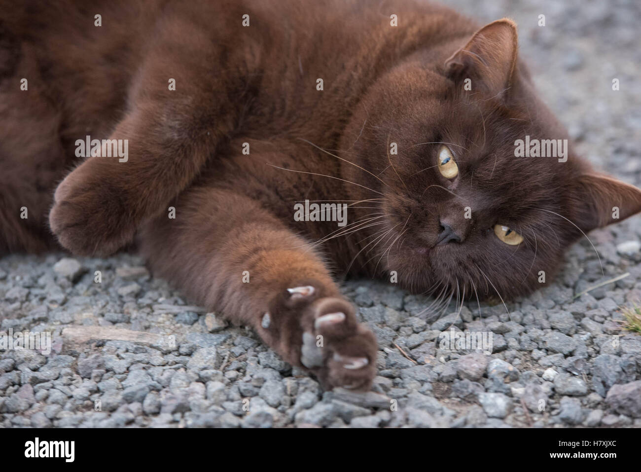 Chocolate coloured cat, british shorthair, orange eyes Stock Photo