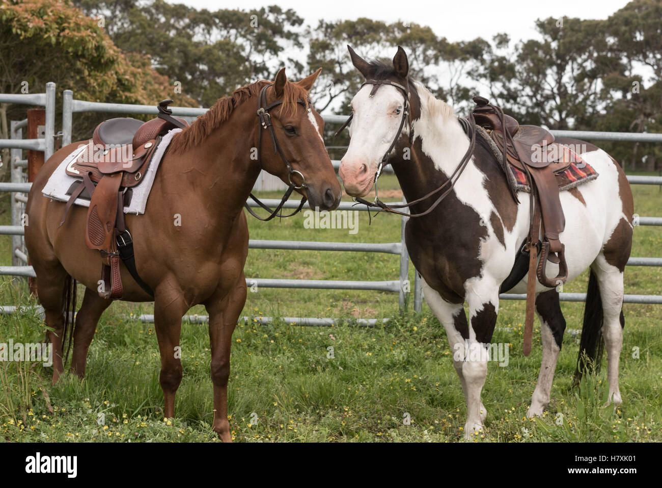Western horses saddled ready to ride Stock Photo Alamy
