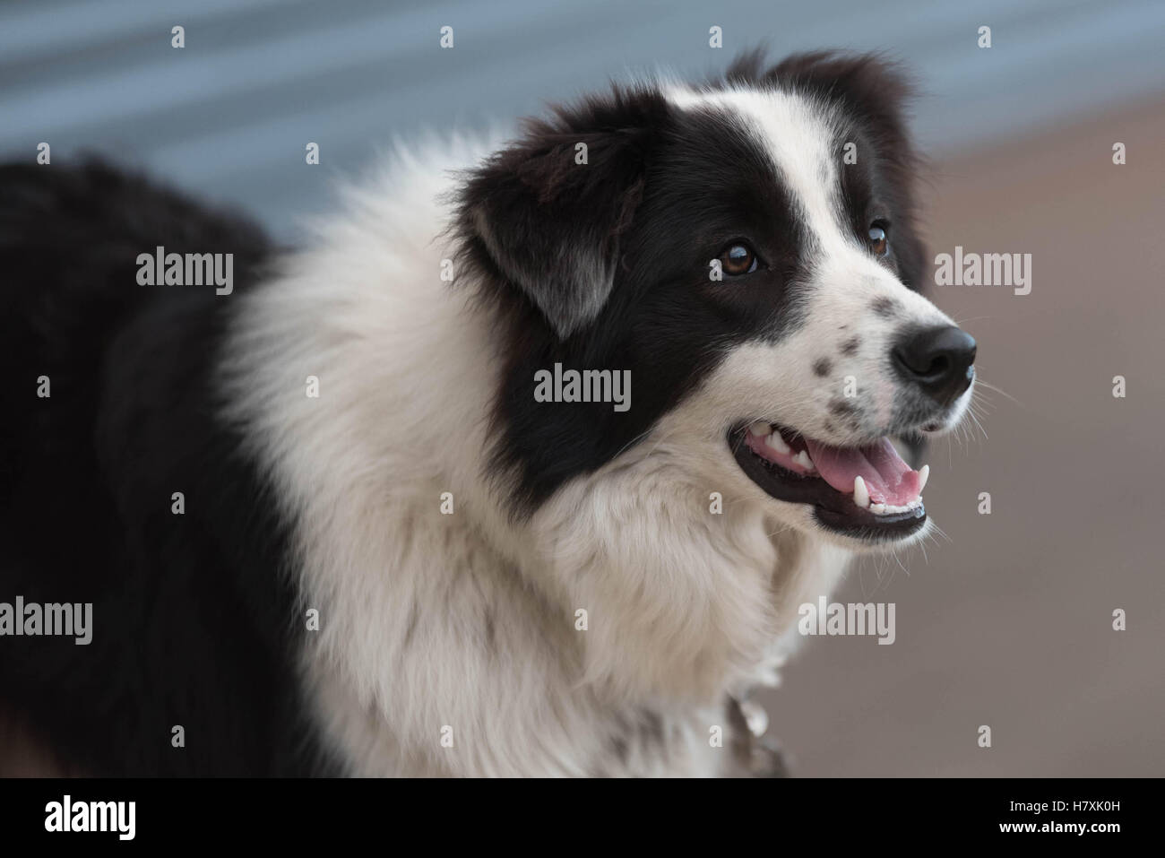 Border Collie Dog, working dog, black and white, longhair Stock Photo