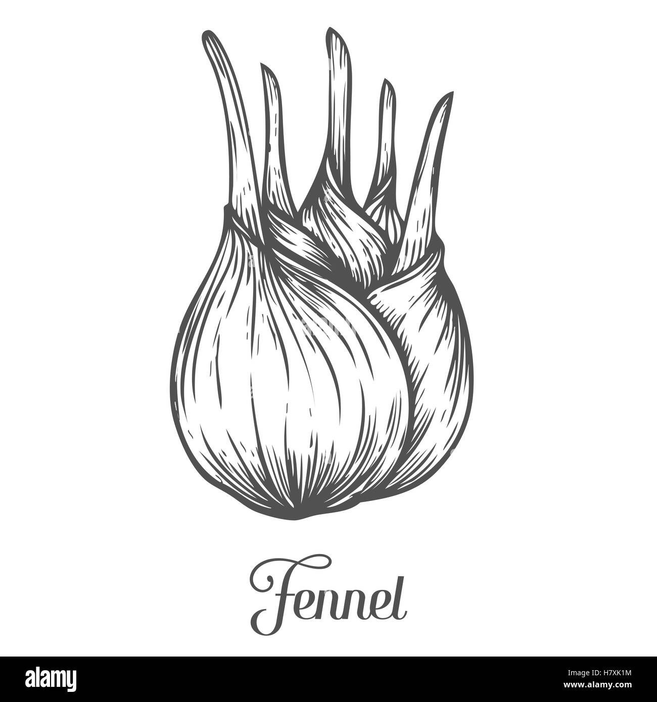 Fennel root plant. Hand drawn sketch vector illustration isolated on white. Spicy herbs. Fennel