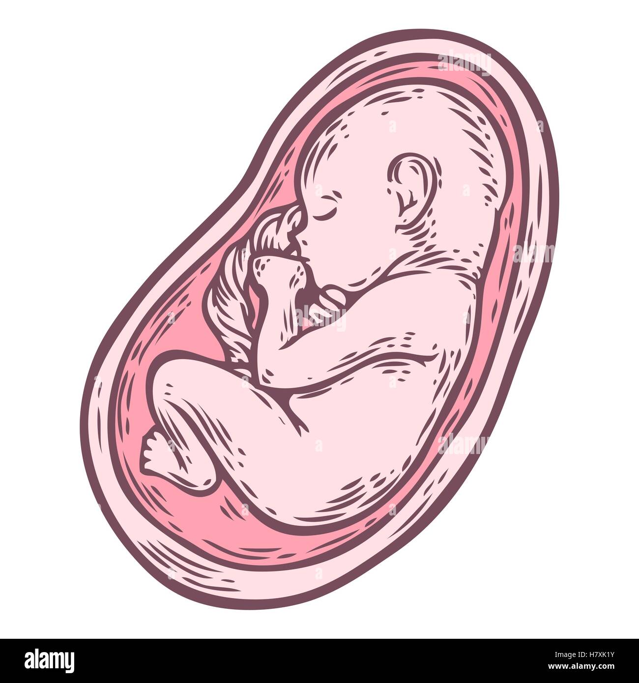 Human fetus concept hand drawn vector illustration prenatal growing baby, umbilicle cord isolated on a white background as an ob Stock Vector