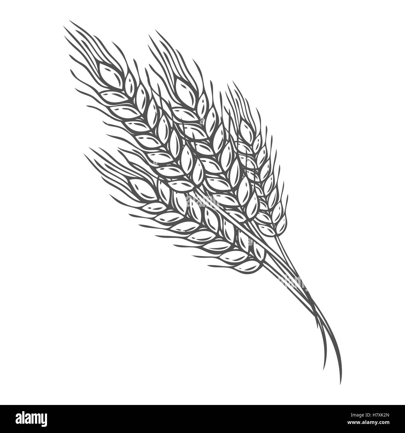 Wheat bread ears cereal crop sketch hand drawn vector illustration. Black ear isolated on white background. Gluten food ingredie Stock Vector