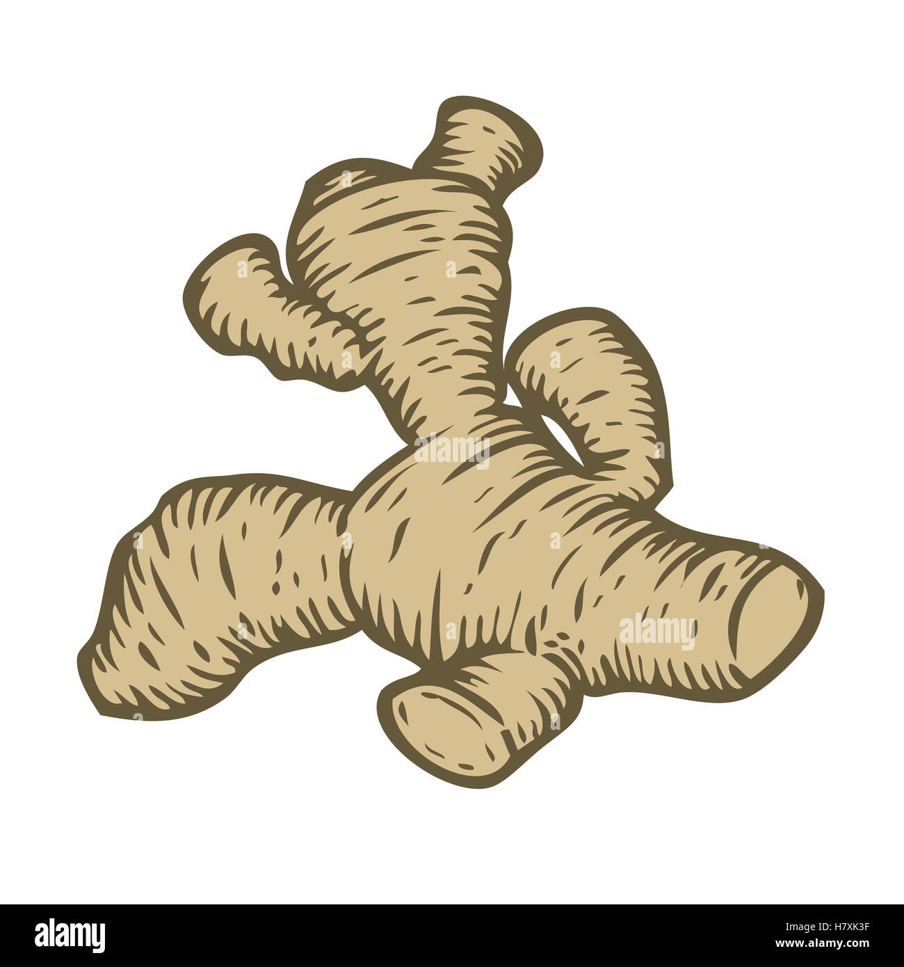 Ginger root drawing hires stock photography and images Alamy