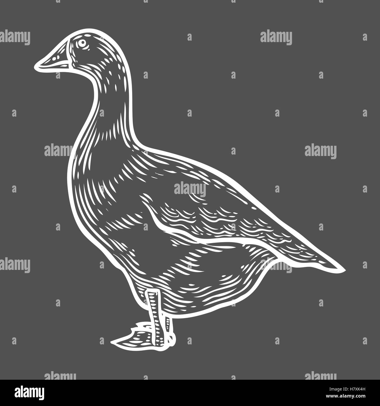 Grey goose, poultry, vector illustration sketch, farm feathered bird animal. isolated on black background, goose farm, sketch, h Stock Vector