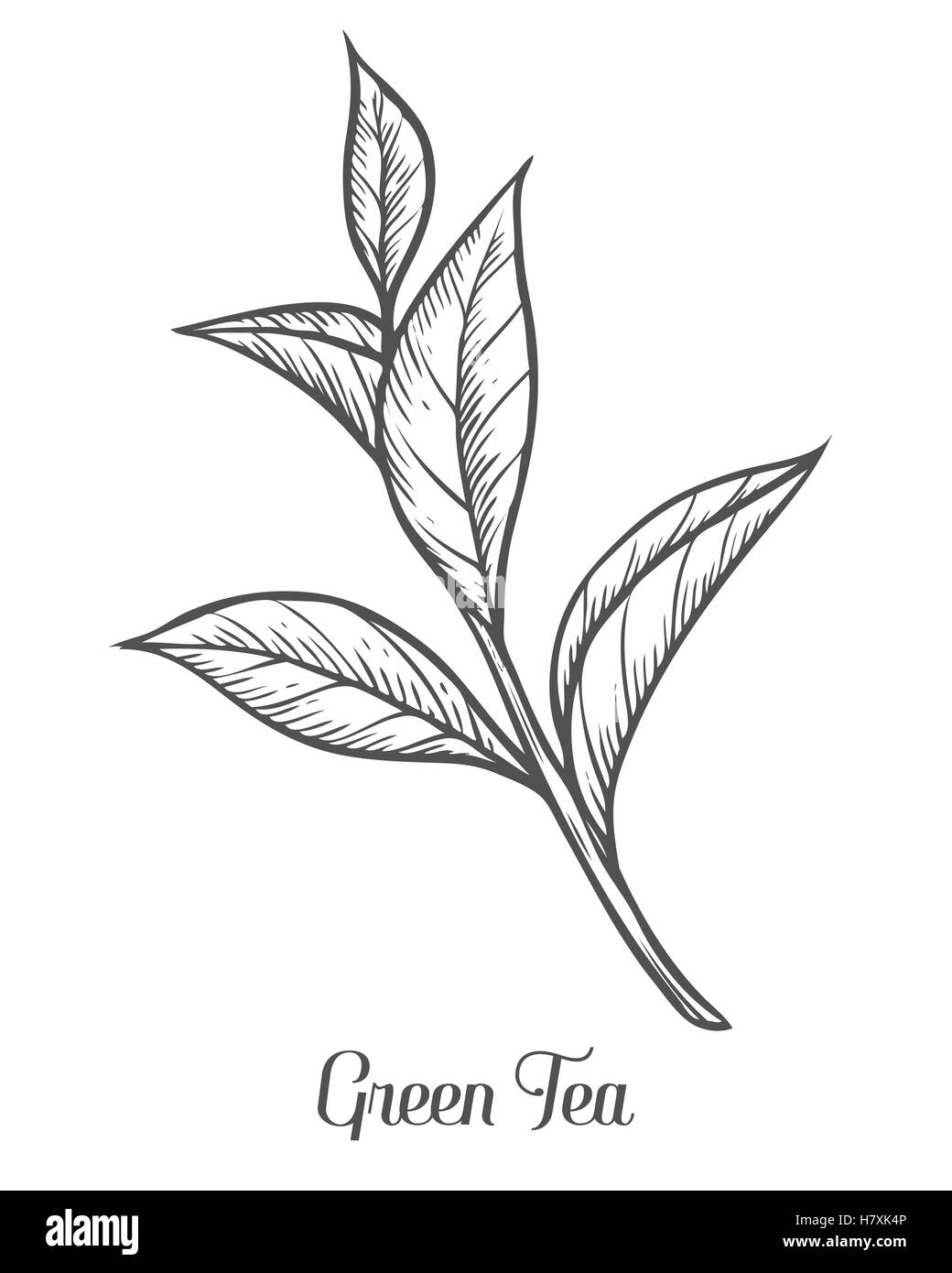 Discover 81+ green plant sketch