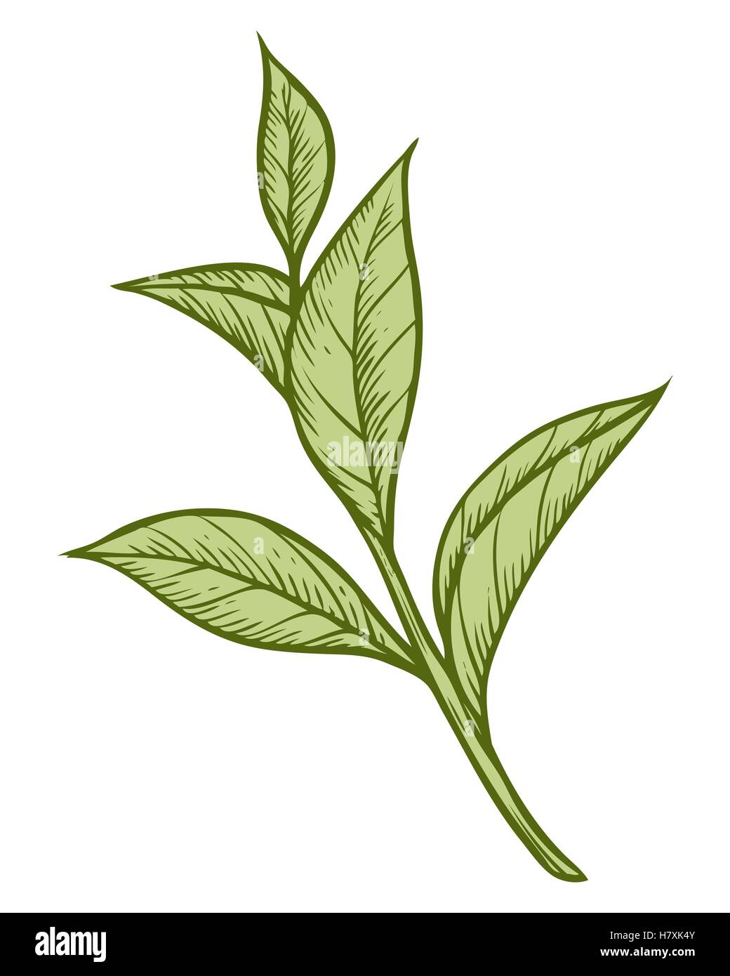 Green tea plant, leaf. Hand drawn sketch vector illustration. Floral branch organic lineart. Chinese tea, hot drink. Green leaf  Stock Vector