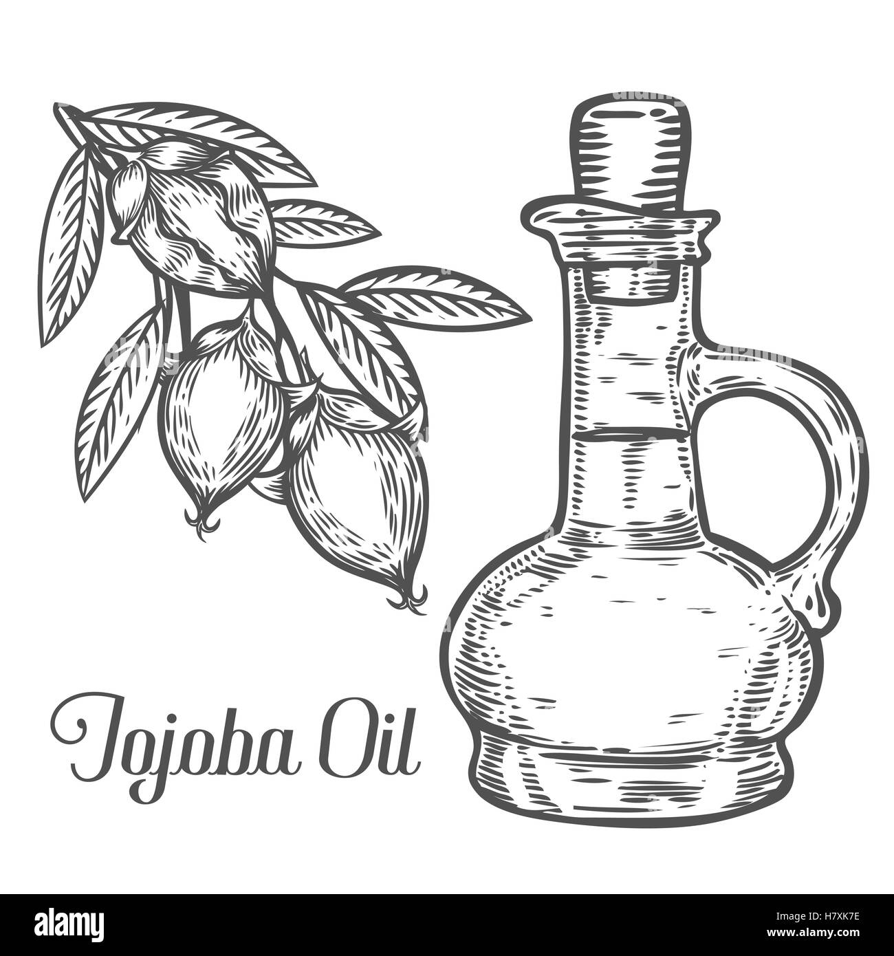 Jojoba oil bottle nut, seed, fruit, branch, leaf, fruit. Organic oil nutrition healthy food. Engraved hand drawn vintage retro v Stock Vector