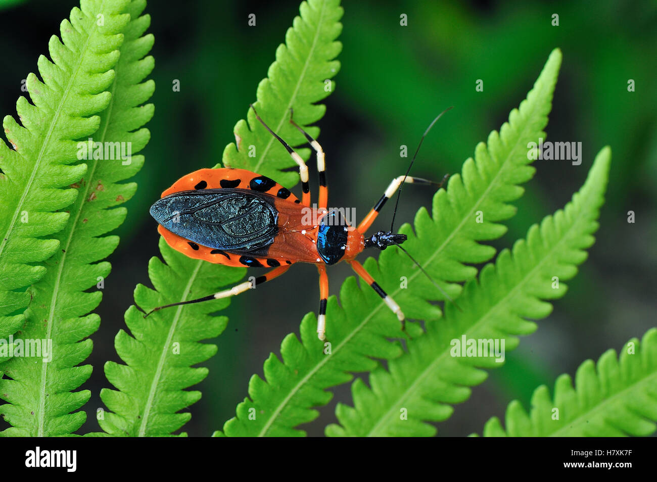 Assassin Bug (Reduviidae) on fern, Gunung Leuser National Park