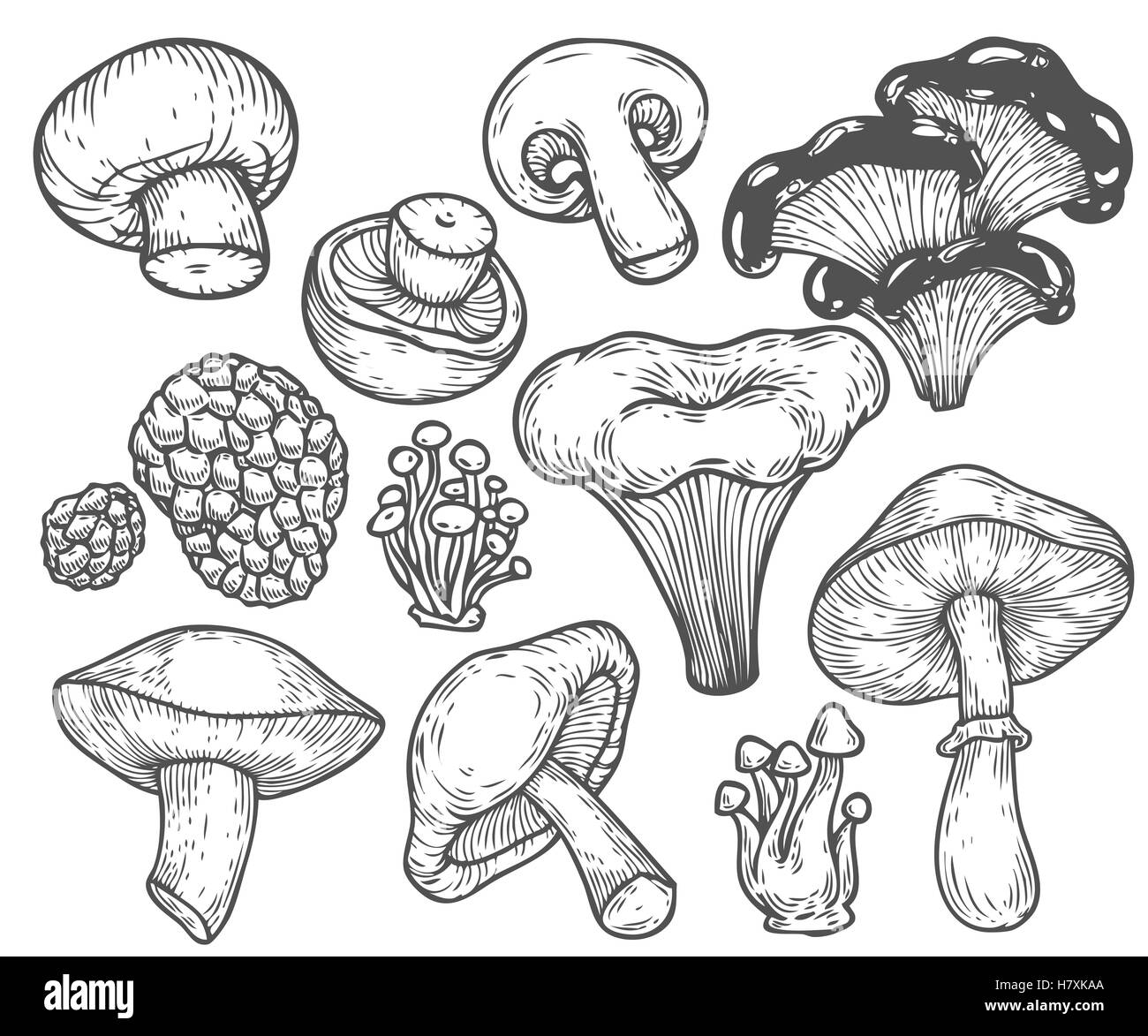 Mushroom hand drawn sketch vector illustration. Mushroom shiitake