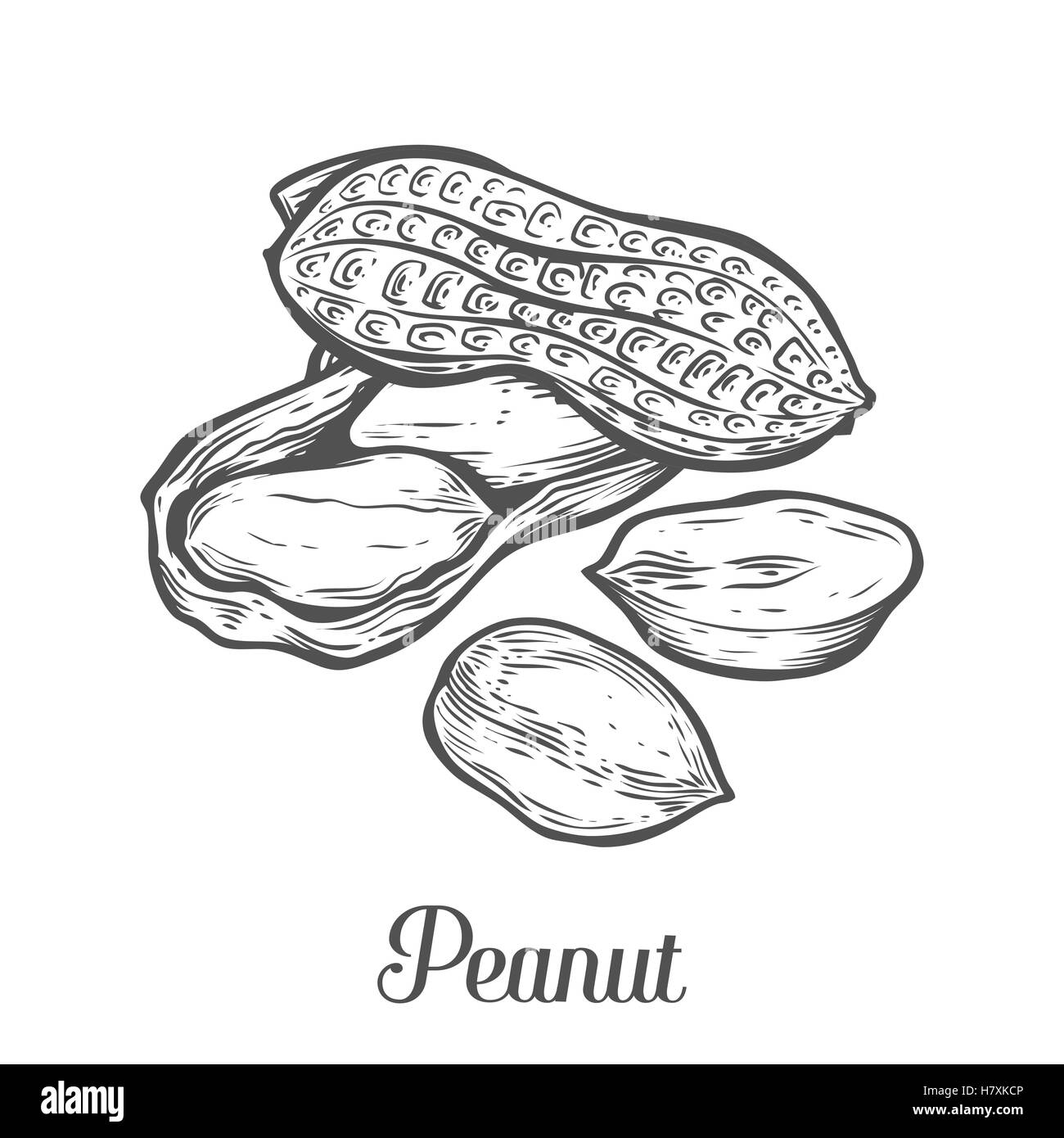 172 Peanut Drawing Stock Photos HighRes Pictures and Images  Getty  Images
