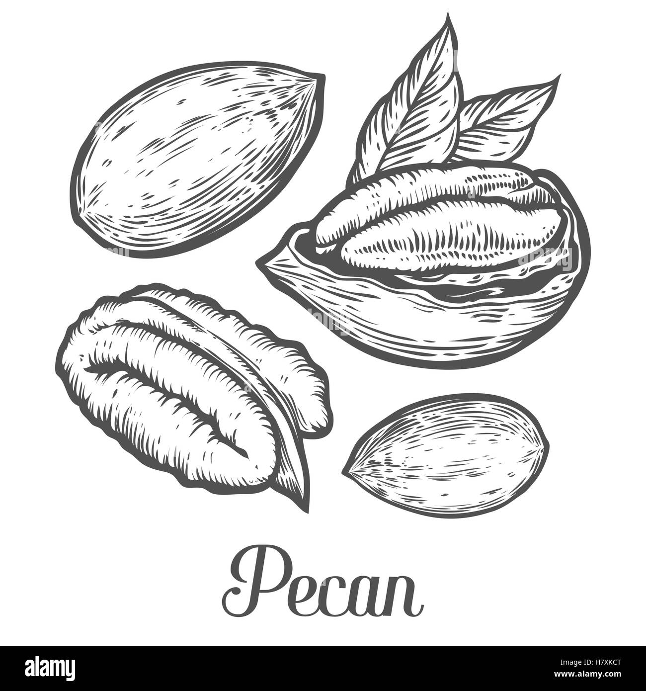 Pecan nut seed vector. Isolated on white background. Pecan butter food ingredient. Engraved hand drawn pecan illustration in ret Stock Vector