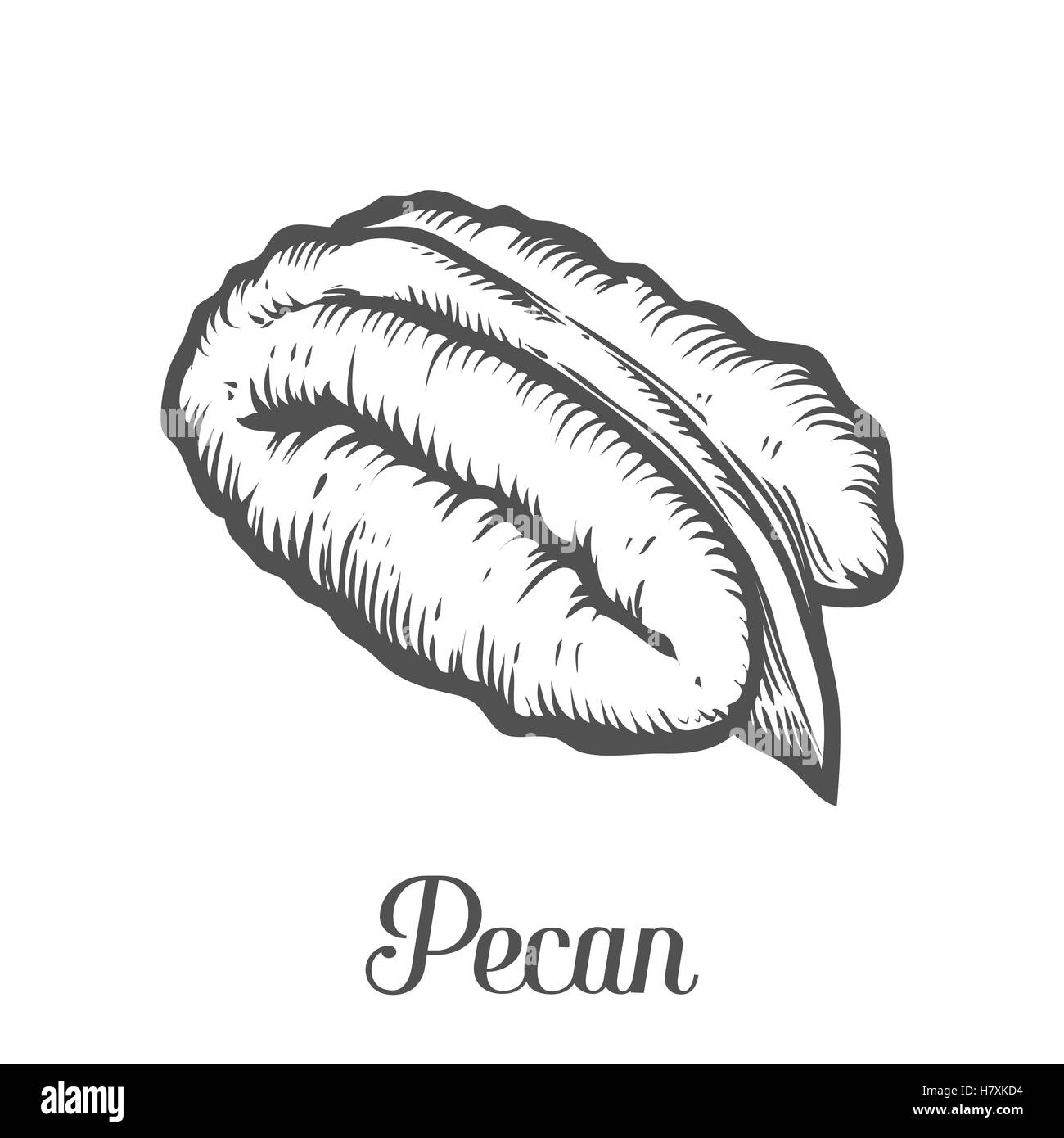 Pecan nut seed vector. Isolated on white background. Pecan butter food ingredient. Engraved hand drawn pecan illustration in ret Stock Vector