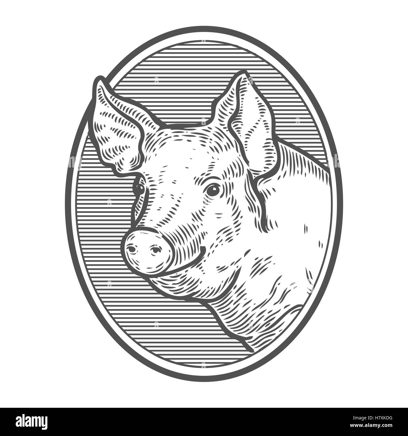 Pig head. Hand drawn sketch in a graphic style. Vintage vector