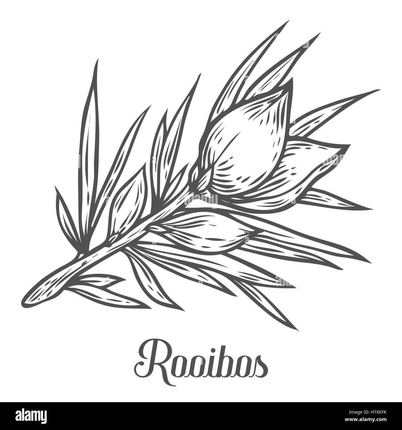Rooibos tea plant, leaf. Hand drawn sketch vector illustration. Floral branch organic lineart. African rooibos tea, hot drink. B Stock Vector
