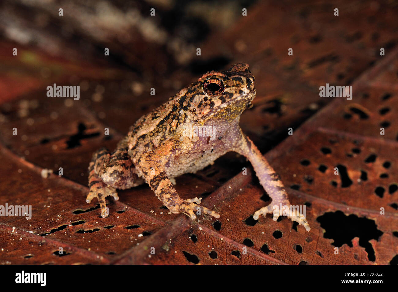 Lesser Toad (Bufo parvus), Forest Research Institute Malaysia, Malaysia Stock Photo