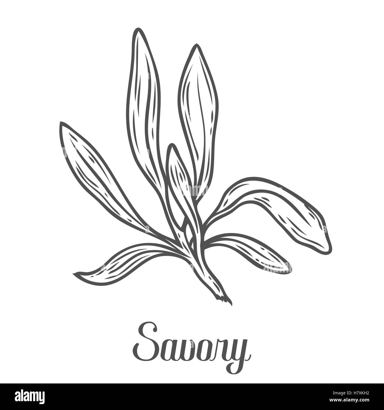 Savory vector hand drawn sketch vector illustration. Culinary herb