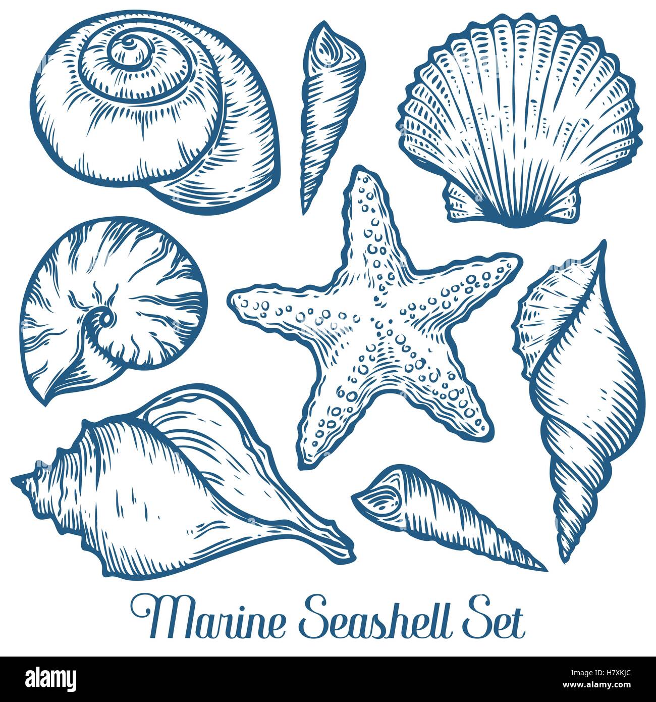 Seashell, sea shell, starfish nature ocean aquatic underwater vector set. Hand drawn marine engraving illustration on white back Stock Vector