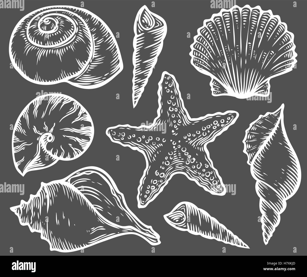 Seashell, sea shell, starfish nature ocean aquatic underwater vector set. Hand drawn marine engraving illustration on black back Stock Vector