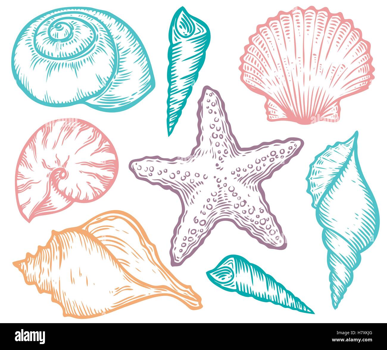 Seashell, sea shell, starfish nature ocean aquatic underwater vector set. Hand drawn marine engraving colorful illustration on w Stock Vector