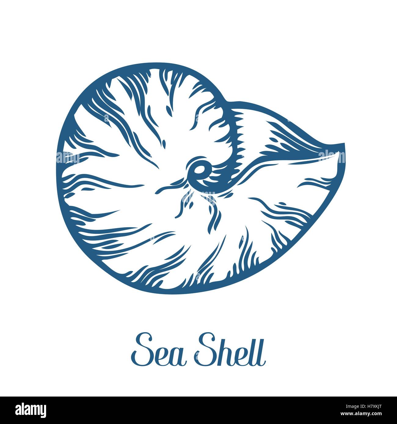 Seashell, sea shell, nature ocean aquatic underwater vector. Hand drawn marine engraving illustration on white background Stock Vector