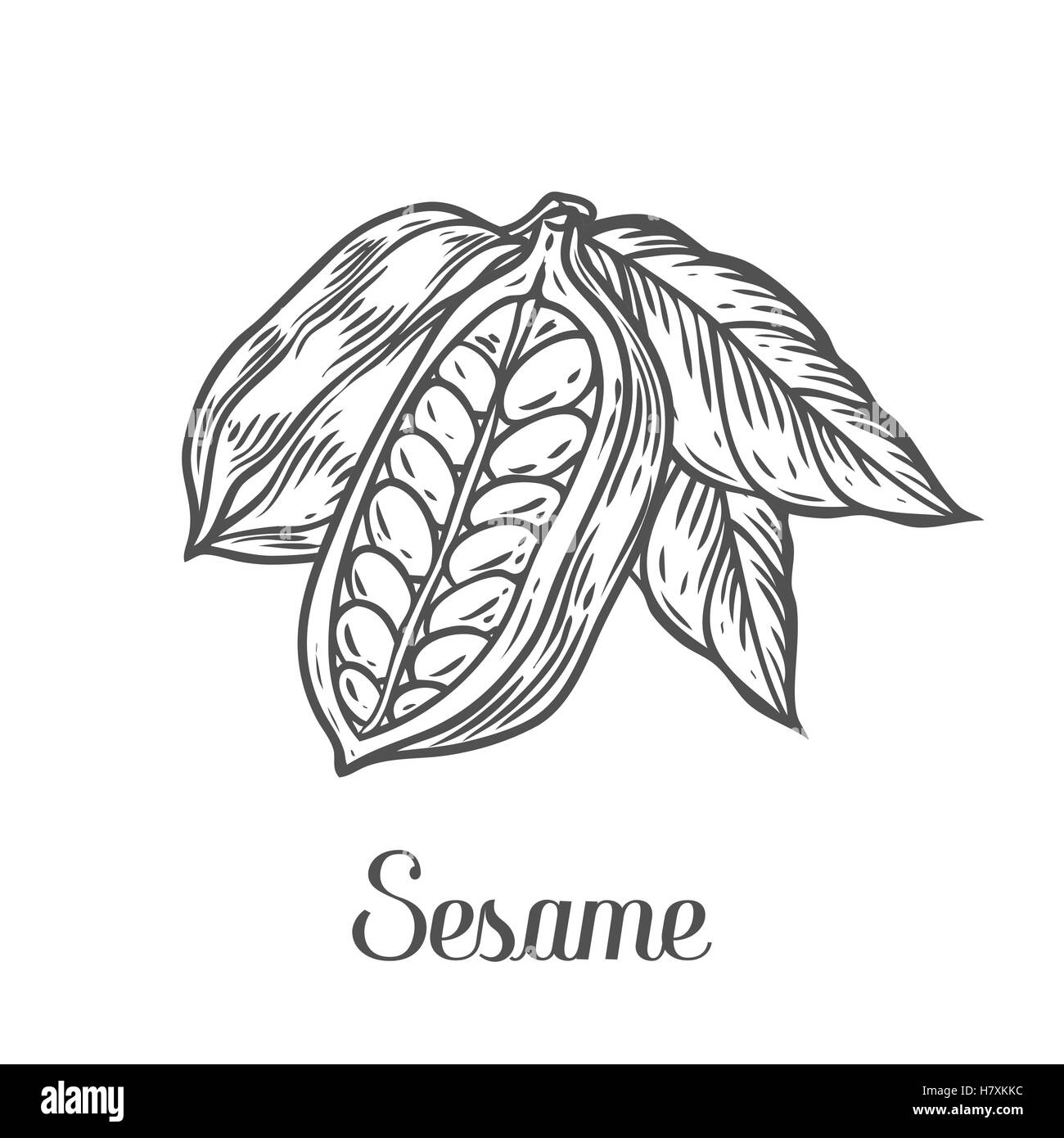 Sesame seed, nuts plant, natural organic butter ingredient. Hand drawn