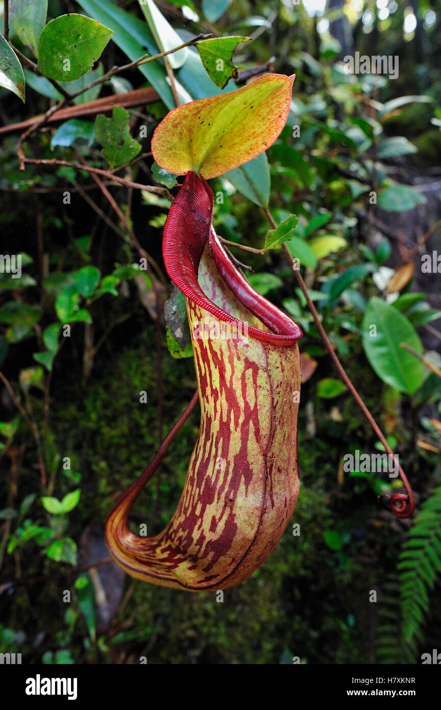 Pitcher Plant (Nepenthes sp), Cameron Highlands, Malaysia Stock Photo ...