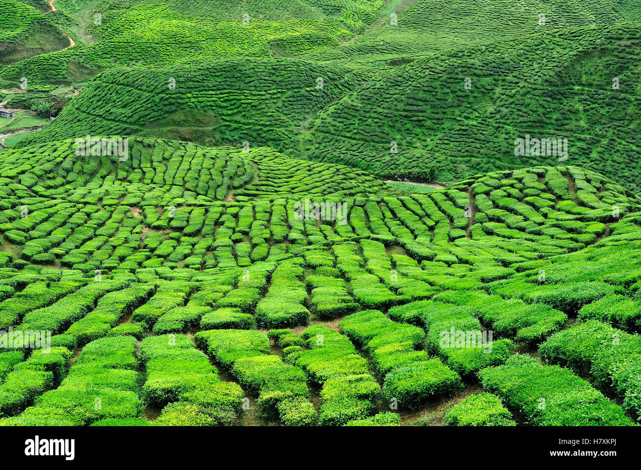 Tea plantation, Cameron Highlands, Malaysia Stock Photo Alamy