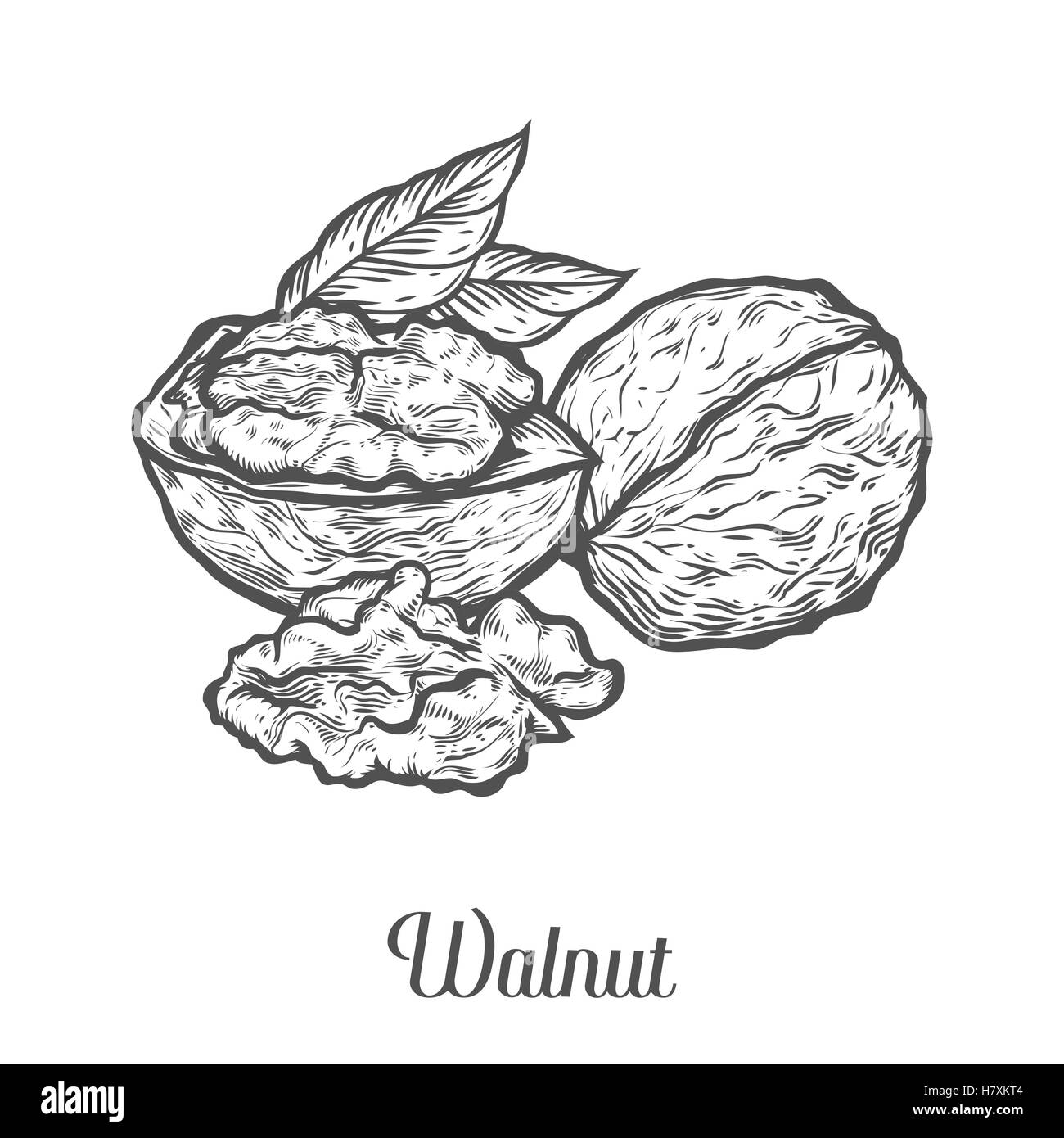 Walnut nut seed vector. Isolated on white background. Walnut food ingredient. Engraved hand drawn illustration in retro vintage  Stock Vector