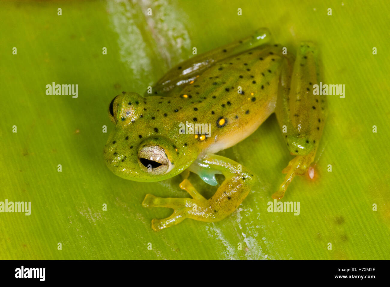 Emerald Glass Frog (Centrolene prosoblepon), northwest Ecuador Stock