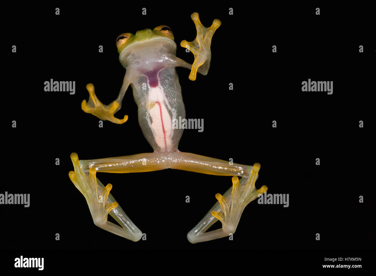 Northern Glassfrog (Hyalinobatrachium fleischmanni) underside showing