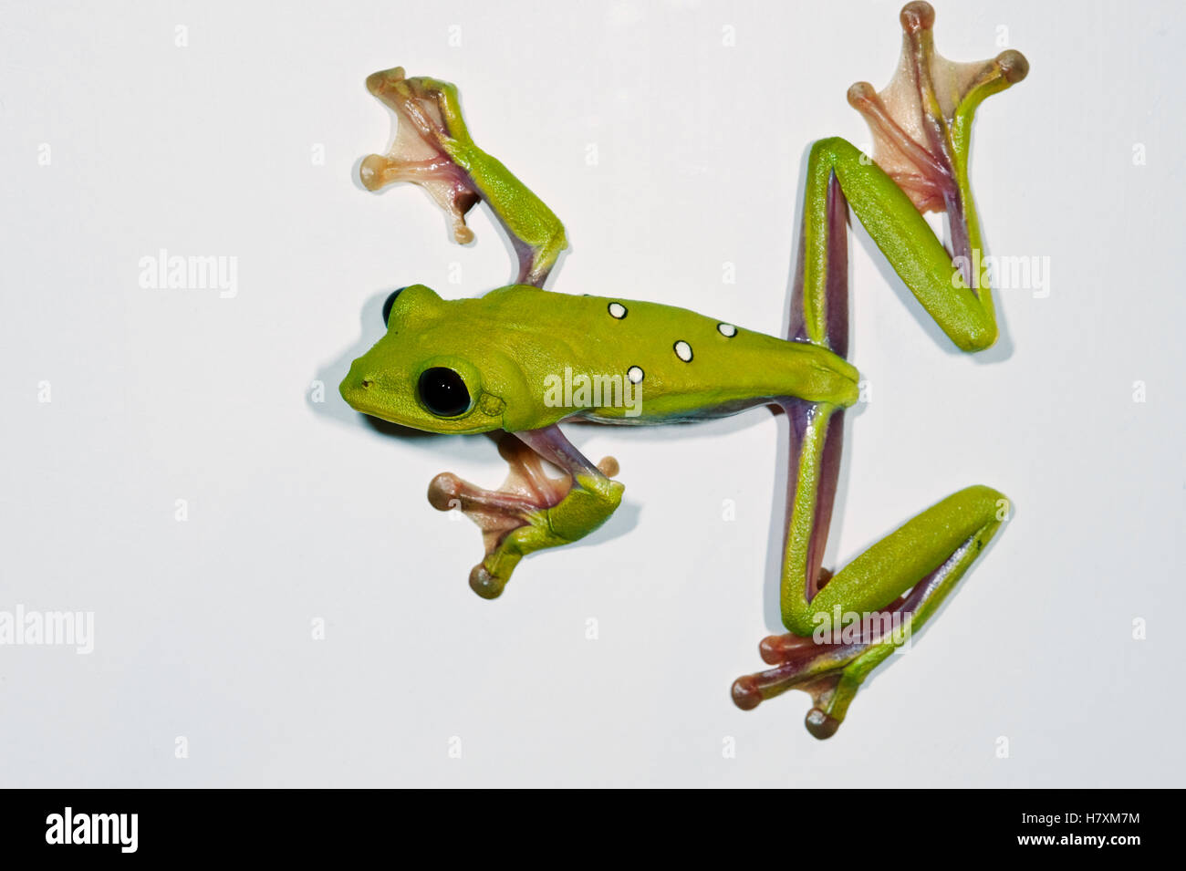 Gliding Leaf Frog (Agalychnis spurrelli) on white background, northwest Ecuador Stock Photo