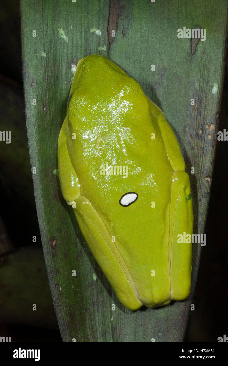 Gliding Leaf Frog (Agalychnis spurrelli) in tucked position, northwest Ecuador Stock Photo