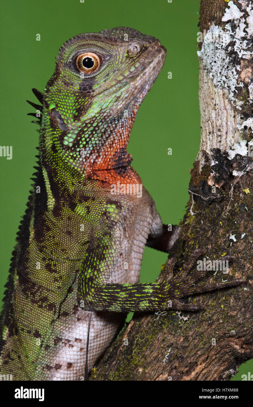 Amazon Wood Lizard (Enyalioides laticeps), Amazon, southern Ecuador ...