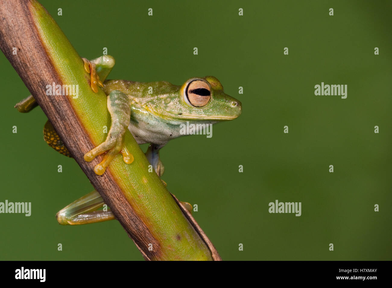 Palmar Treefrog (Hypsiboas pellucens), northwest Ecuador Stock Photo